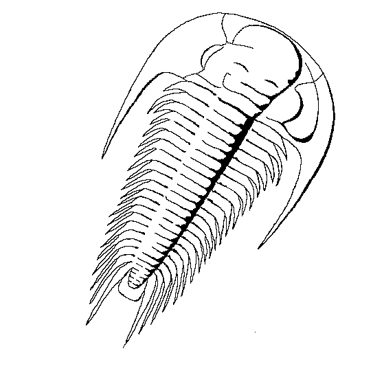 Paradoxides Paradoxissimus